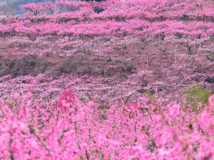 国色天香桃花，观赏桃花中的极品，花朵大且艳，颜色红如宝石