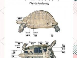 王龟：从古籍到现实的神奇生物探秘与影响分析