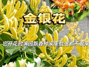 双蛇难入金银花，内有乾坤等你来发现