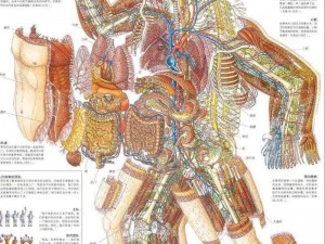 337 人体视频：一款旨在科普人体结构和功能的教育类视频产品