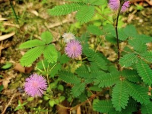 含羞草视频—含羞草视频：探索植物奇妙世界