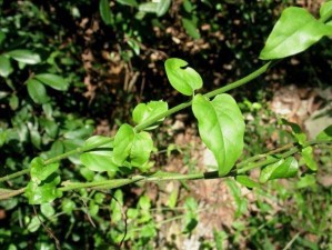 野草乱码一二三四区别——野草乱码的不同版本有何差异