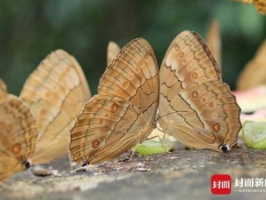 蝴蝶传禖视频：新型繁殖技术，助力生物多样性保护