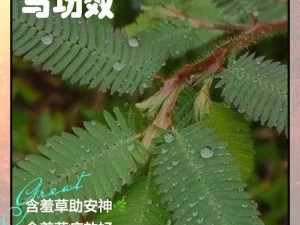 海角含羞草国内麻豆 海角含羞草国内麻豆：探寻未知的美丽与魅力