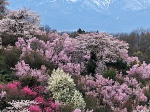 四季之春种子探寻之旅：揭秘种子栖息之地，春意盎然新生启航