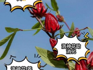 芙神花功效;你知道芙神花有哪些功效吗？