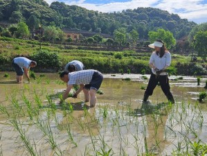 108 种插秧方式，让你的种植更轻松