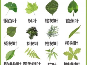 嫩叶草和欧洲的区别、嫩叶草和欧洲的区别在哪里？