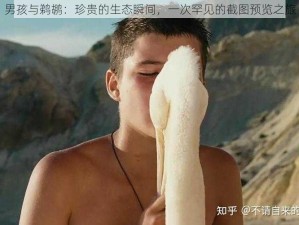 男孩与鹈鹕：珍贵的生态瞬间，一次罕见的截图预览之旅