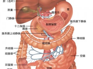 交接之势三十法有图pdf 图片：带你了解人体奥秘