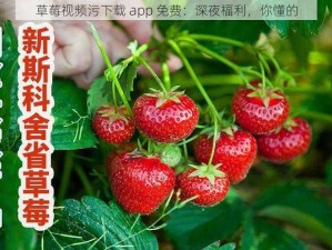 草莓视频污下载 app 免费：深夜福利，你懂的