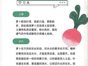 萝卜偏好的肥料类型与科学施肥之道探索