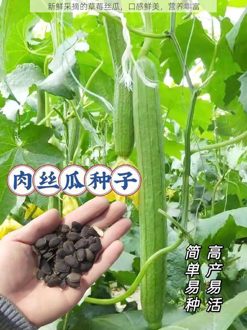 新鲜采摘的草莓丝瓜，口感鲜美，营养丰富