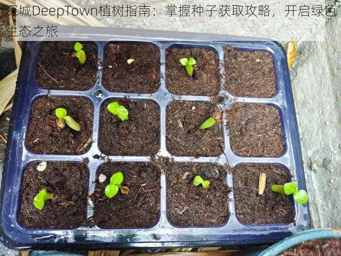 深城DeepTown植树指南：掌握种子获取攻略，开启绿色生态之旅