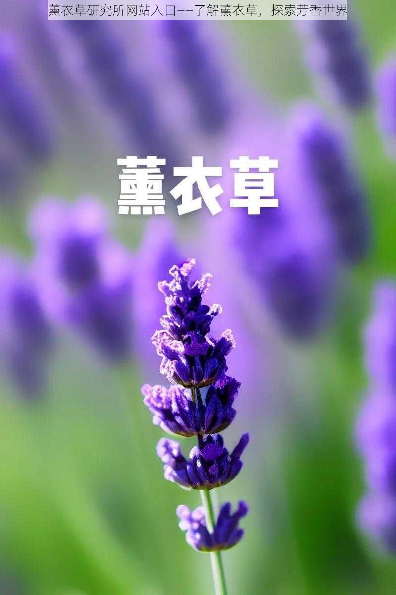 薰衣草研究所网站入口——了解薰衣草，探索芳香世界