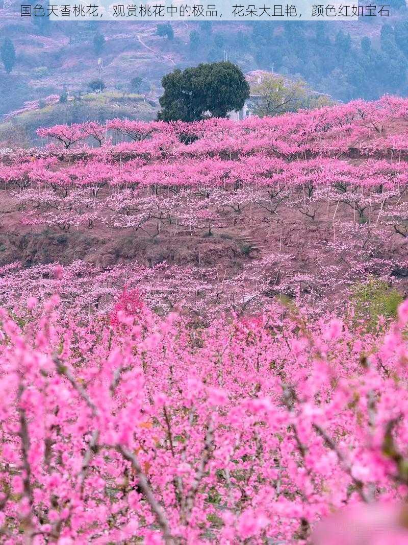 国色天香桃花，观赏桃花中的极品，花朵大且艳，颜色红如宝石