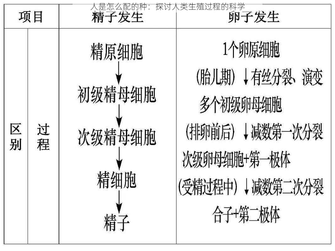 人是怎么配的种：探讨人类生殖过程的科学