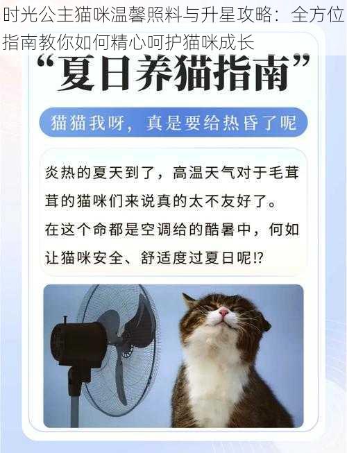 时光公主猫咪温馨照料与升星攻略：全方位指南教你如何精心呵护猫咪成长