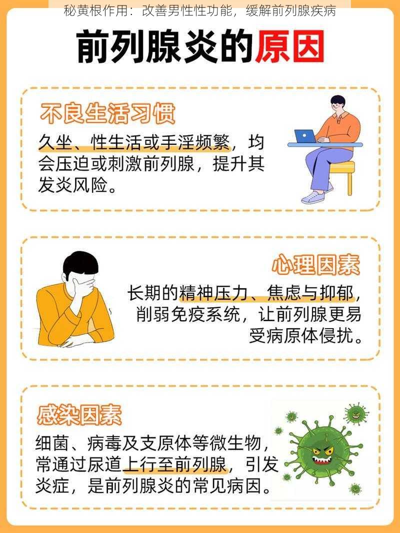 秘黄根作用：改善男性性功能，缓解前列腺疾病