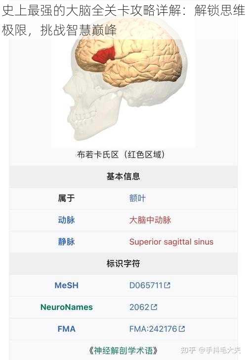 史上最强的大脑全关卡攻略详解：解锁思维极限，挑战智慧巅峰