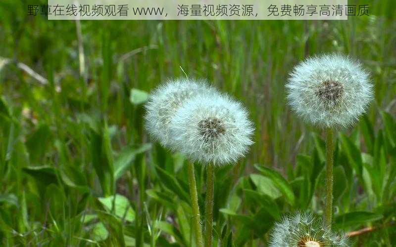 野草在线视频观看 www，海量视频资源，免费畅享高清画质