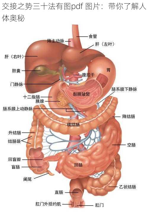 交接之势三十法有图pdf 图片：带你了解人体奥秘