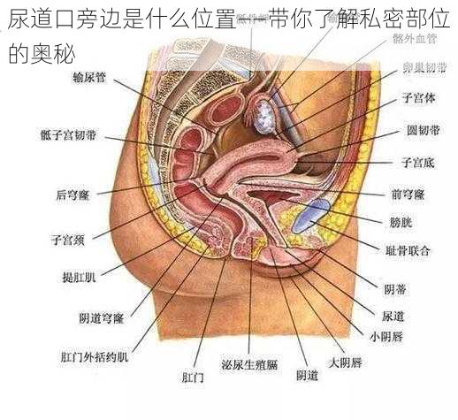 尿道口旁边是什么位置——带你了解私密部位的奥秘