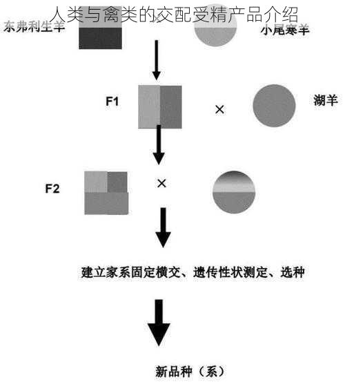 人类与禽类的交配受精产品介绍