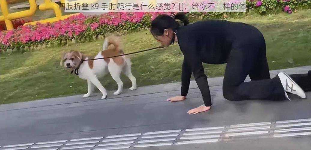 四肢折叠 k9 手肘爬行是什么感觉？[]，给你不一样的体验