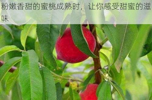 粉嫩香甜的蜜桃成熟时，让你感受甜蜜的滋味