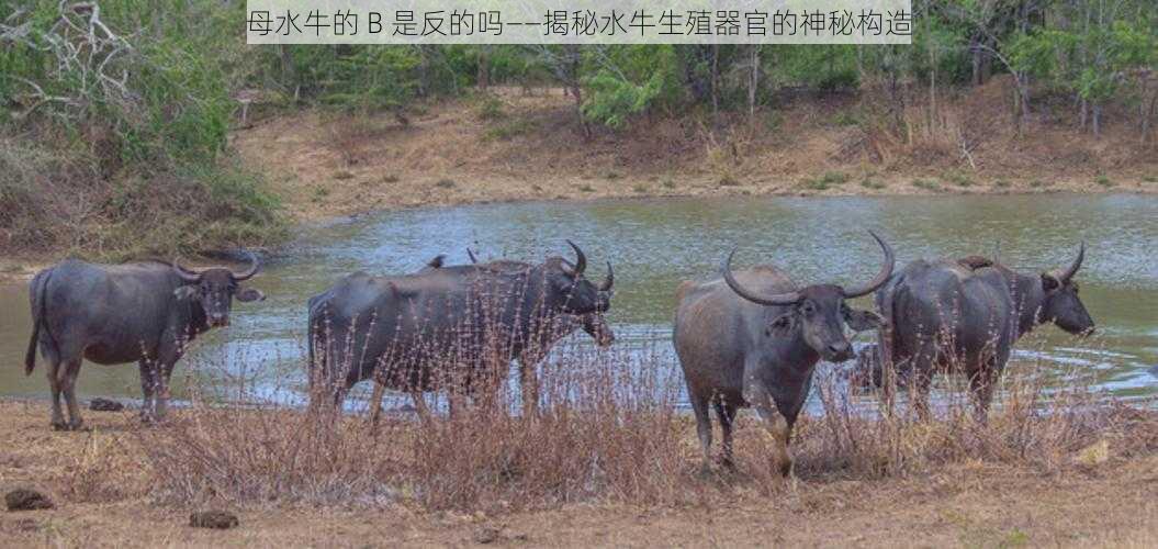 母水牛的 B 是反的吗——揭秘水牛生殖器官的神秘构造