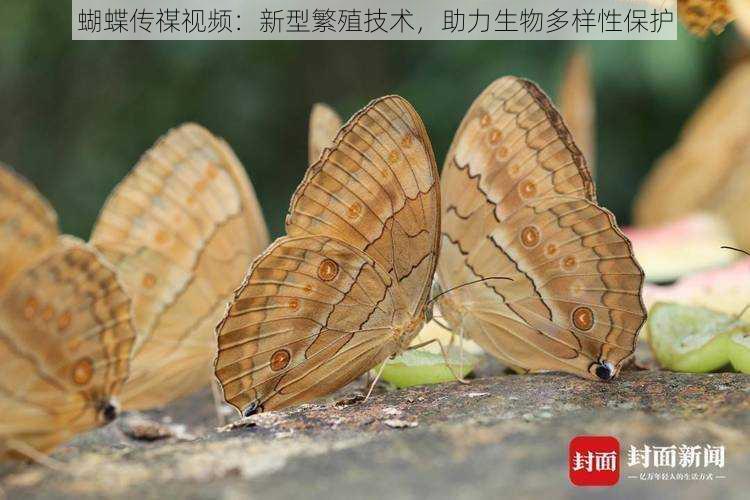 蝴蝶传禖视频：新型繁殖技术，助力生物多样性保护