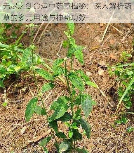 无尽之剑命运中药草揭秘：深入解析药草的多元用途与神奇功效