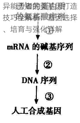 异能勇者完美基因打造技巧全解析：基因选择、培育与强化详解