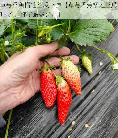 草莓香蕉榴莲丝瓜18岁【草莓香蕉榴莲丝瓜 18 岁，你了解多少？】