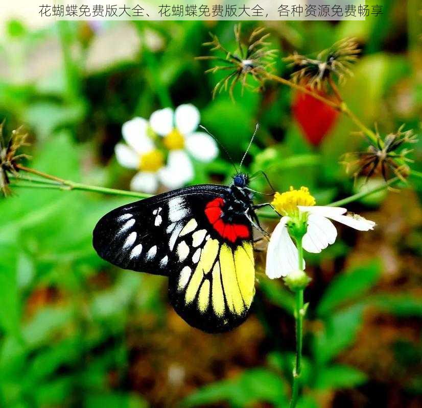 花蝴蝶免费版大全、花蝴蝶免费版大全，各种资源免费畅享