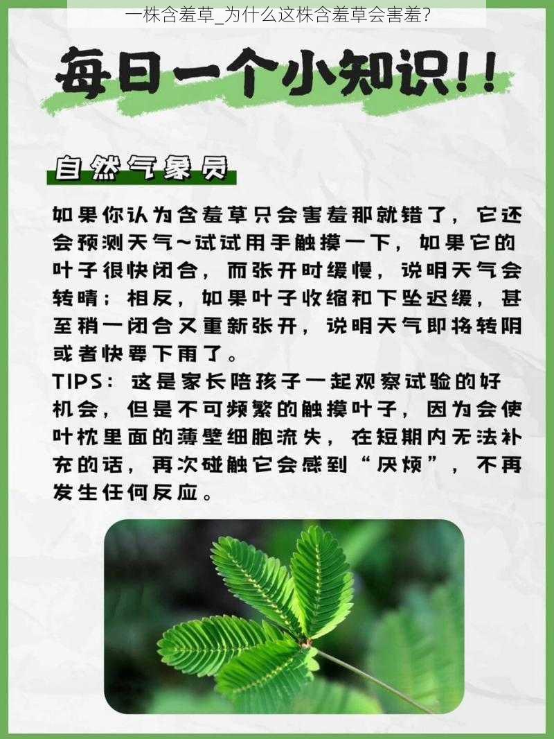 一株含羞草_为什么这株含羞草会害羞？