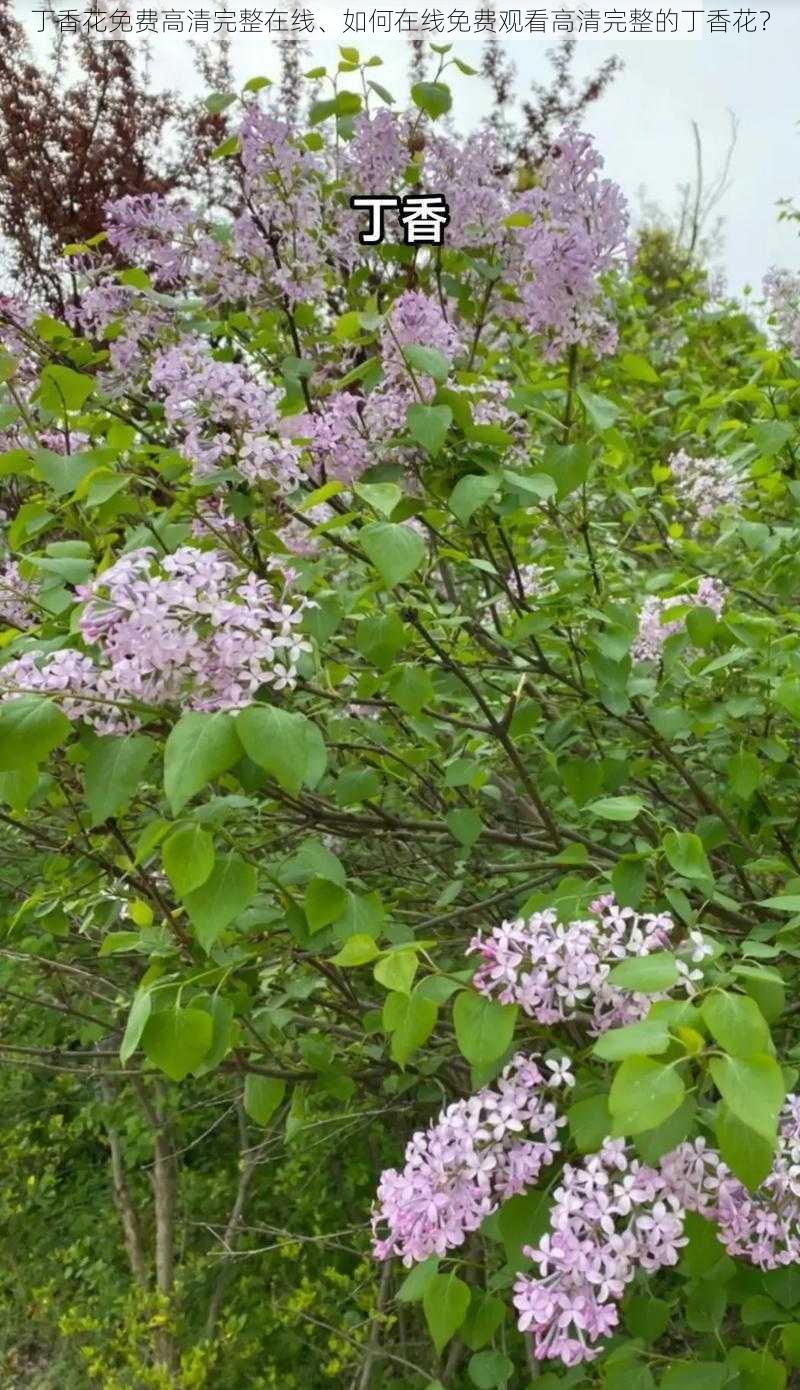 丁香花免费高清完整在线、如何在线免费观看高清完整的丁香花？