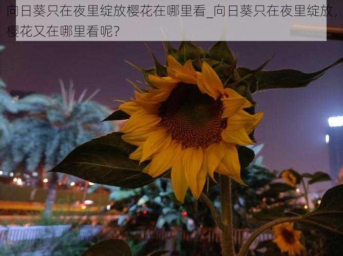 向日葵只在夜里绽放樱花在哪里看_向日葵只在夜里绽放，樱花又在哪里看呢？