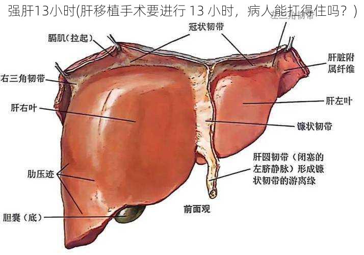 强肝13小时(肝移植手术要进行 13 小时，病人能扛得住吗？)