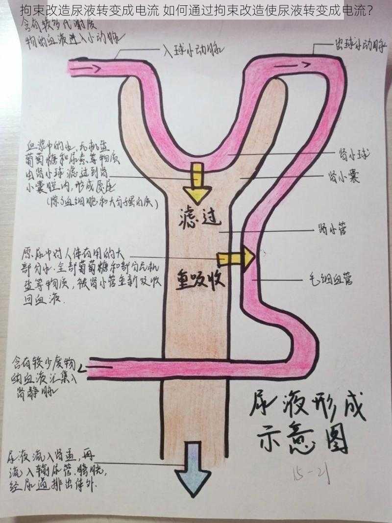 拘束改造尿液转变成电流 如何通过拘束改造使尿液转变成电流？