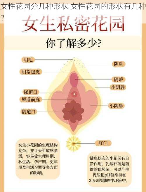 女性花园分几种形状 女性花园的形状有几种？