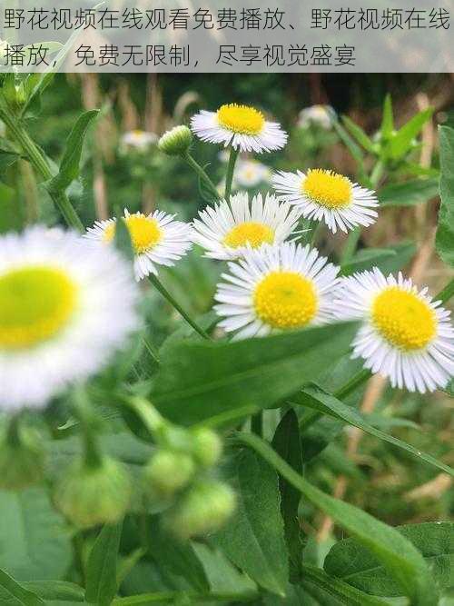 野花视频在线观看免费播放、野花视频在线播放，免费无限制，尽享视觉盛宴