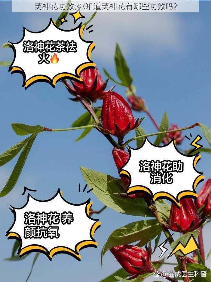 芙神花功效;你知道芙神花有哪些功效吗？