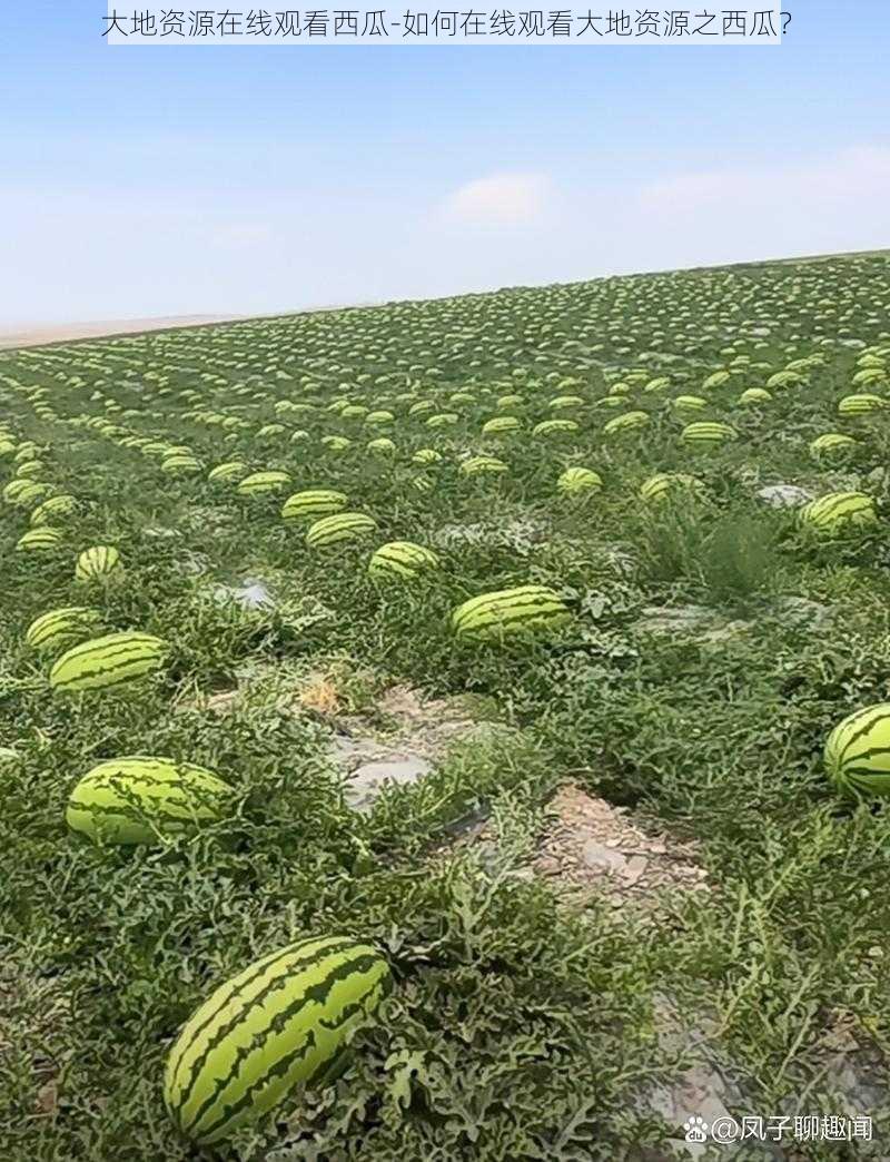 大地资源在线观看西瓜-如何在线观看大地资源之西瓜？