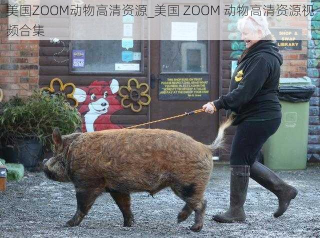 美国ZOOM动物高清资源_美国 ZOOM 动物高清资源视频合集