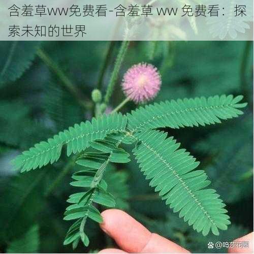 含羞草ww免费看-含羞草 ww 免费看：探索未知的世界