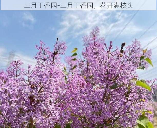 三月丁香园-三月丁香园，花开满枝头