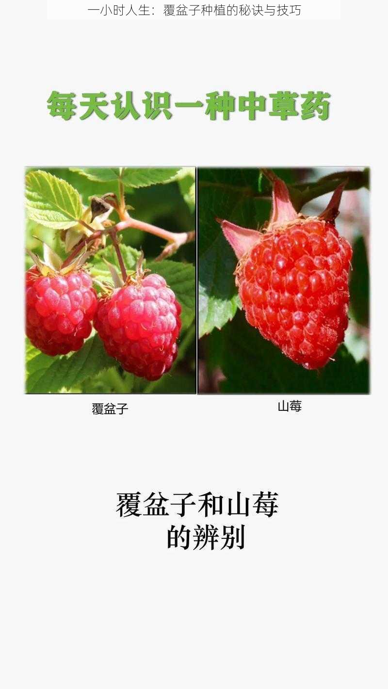 一小时人生：覆盆子种植的秘诀与技巧