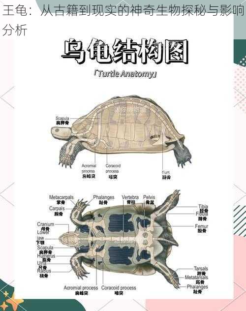 王龟：从古籍到现实的神奇生物探秘与影响分析